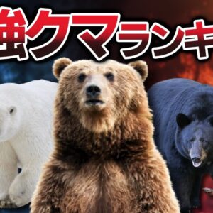【地上最強】地球で最も強いクマは誰だ！？最強ランキングTOP10