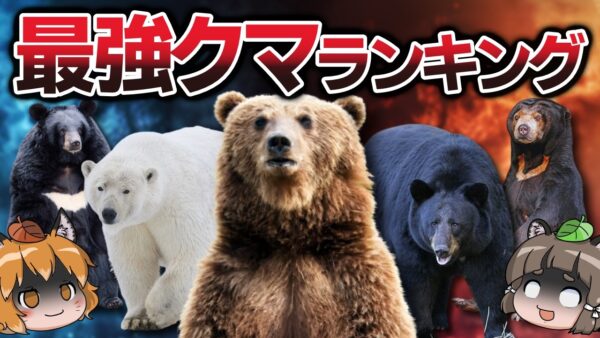 【地上最強】地球で最も強いクマは誰だ！？最強ランキングTOP10