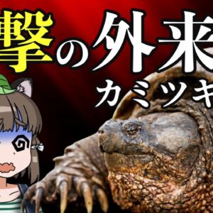 【外来種】一撃で指が消し飛ぶ…日本で増えるカミツキガメの恐ろしさ