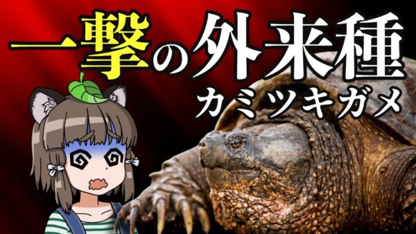 【外来種】一撃で指が消し飛ぶ…日本で増えるカミツキガメの恐ろしさ