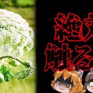 【北海道】絶対触れてはいけない最凶植物が日本で発見されたかもしれません…