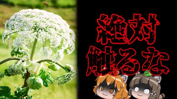 【北海道】絶対触れてはいけない最凶植物が日本で発見されたかもしれません…