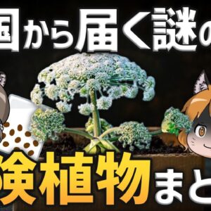 【総集編】中国から届く謎のタネの正体…ジャイアント・ホグウィードとの関連は？触ってはいけない危険植物まとめ