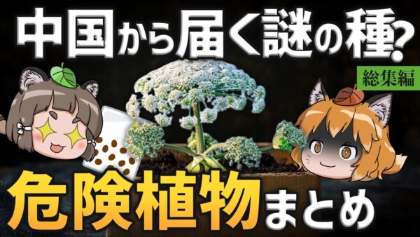 【総集編】中国から届く謎のタネの正体…ジャイアント・ホグウィードとの関連は？触ってはいけない危険植物まとめ