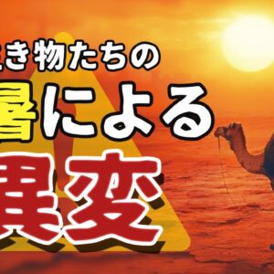 【総集編】暑すぎて生き物たちに