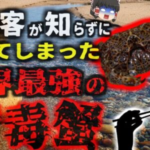 「知らずに食べた世界最強の猛毒ガニ」5cmの体に8人を56せる猛毒を持つカニ…「ウモレオウギガニ」を食べてしまった観光客【ゆっくり解説】