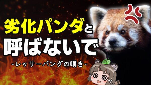 【不遇】レッサーパンダのこと、劣化パンダって呼ばないで下さい…