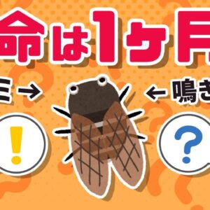 【マジ？】セミの寿命は1週間じゃないって知ってました？｜知られざるセミの世界
