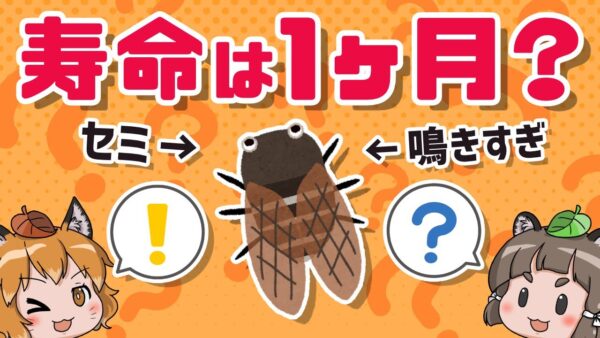 【マジ？】セミの寿命は1週間じゃないって知ってました？｜知られざるセミの世界