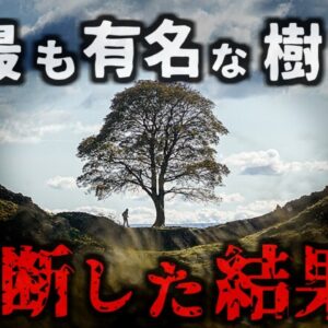 『最も有名な伝説の木を切った男』イギリスで愛された歴史的樹木を酔った勢いで伐採した男  その価値は9000万円とも言われ、実刑判決に…「シカモア・ギャップ事件」【ゆっくり解説】