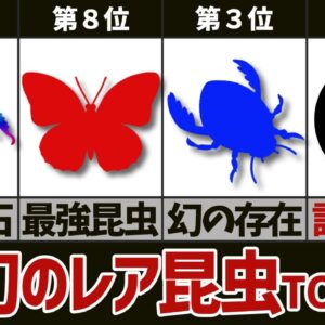 【激レア】発見確率◯％以下！？日本のレア昆虫ランキングTOP10