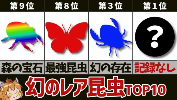 【激レア】発見確率◯％以下！？日本のレア昆虫ランキングTOP10