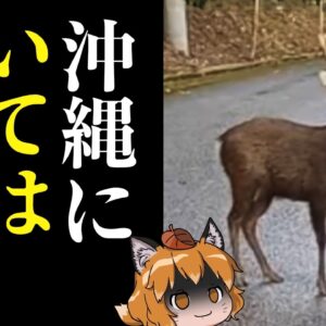 【緊急】今、沖縄の「やんばる」で恐ろしい