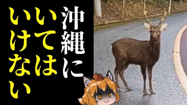 【緊急】今、沖縄の「やんばる」で恐ろしい