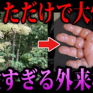 【ゆっくり解説】絶対に触るな！危険すぎる外来植物４選