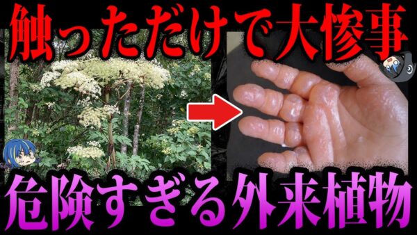【ゆっくり解説】絶対に触るな！危険すぎる外来植物４選