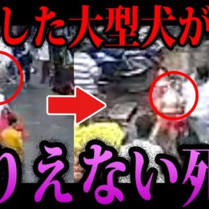 【ゆっくり解説】歩いていただけで命落とす…本当にあったありえない死因４選