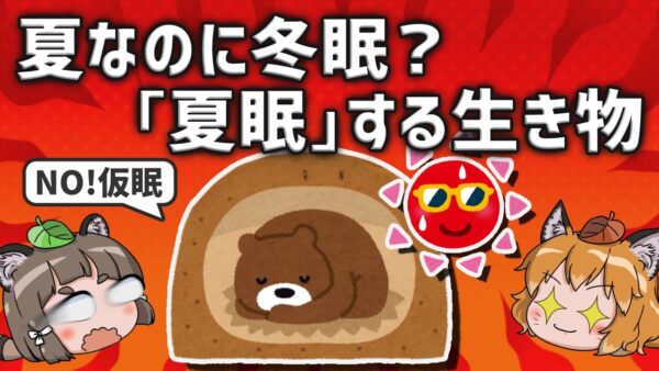 【夏眠】夏なのに冬眠？生物の常識を覆す生存戦略を知ってますか？
