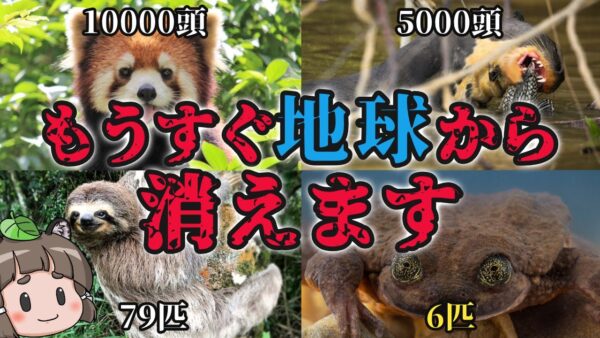 【滅亡】もうすぐ地球から消える…絶滅寸前の生き物7選