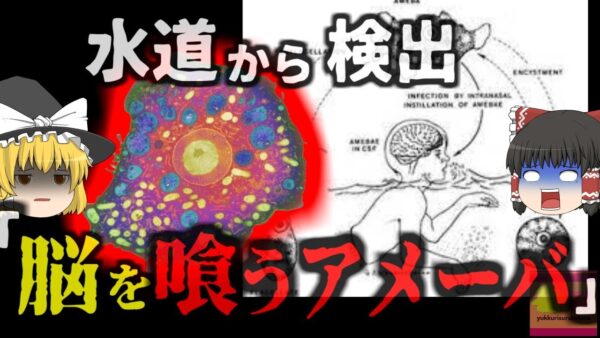 『水道から致死率97％の原生生物』感染すればまず助からない「脳を喰うアメーバ」が発見される 長いパイプラインに溜まった古い水が原因？中国では女児が〇亡する例も【ゆっくり解説】