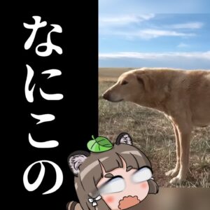 【モンゴル犬】Xで話題の「地面と平行すぎる犬」の正体ってなんなの？
