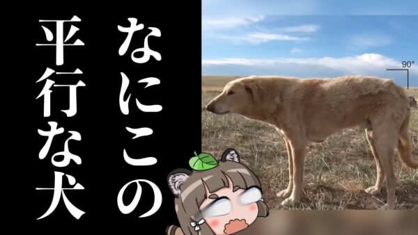 【モンゴル犬】Xで話題の「地面と平行すぎる犬」の正体ってなんなの？