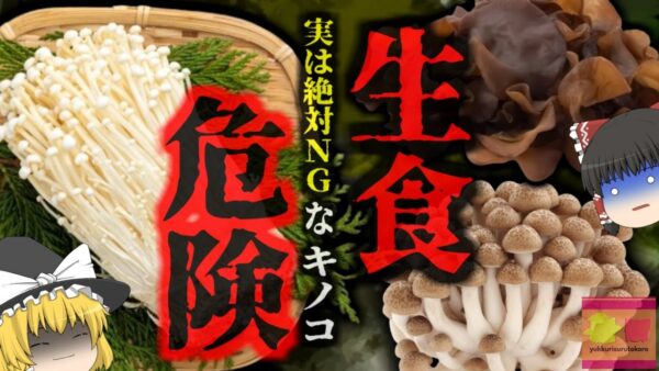 『実は絶対に生で食べてはいけない』一般的なあのキノコも加熱不十分だと様々なリスクが…死亡例は少ないがアレルギーや食中毒、最悪脳炎などのリスクも【ゆっくり解説】