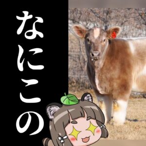 【え？】なぜ牛がこんなモフモフになるのか、理由を知ってますか？【テキサス・トルネード】