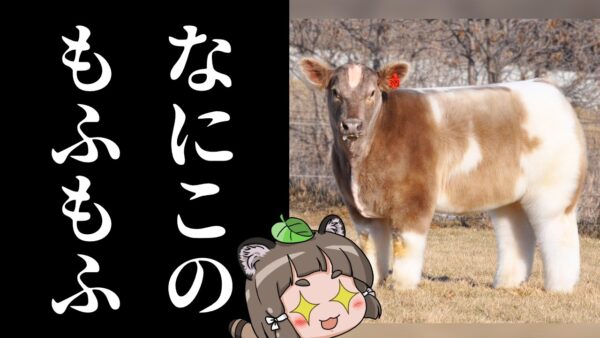 【え？】なぜ牛がこんなモフモフになるのか、理由を知ってますか？【テキサス・トルネード】