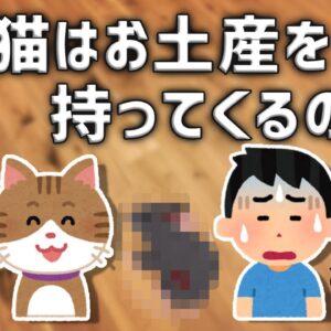 【やめて】なぜネコは飼い主にお土産を持ってくるのか？【外飼いの闇】