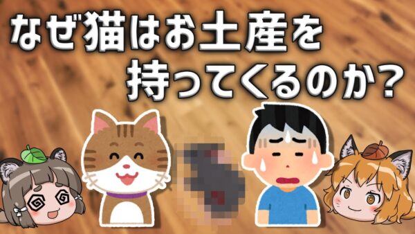 【やめて】なぜネコは飼い主にお土産を持ってくるのか？【外飼いの闇】