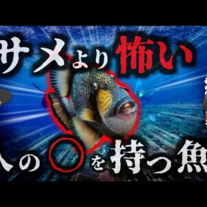 『ダイバーがサメよりも怖がる魚』貝を嚙み砕くほど強靭な顎を持つゴマモンガラ　縄張りに入ったら最後肉を喰い千切るまで襲い掛かってくる恐ろしい魚【ゆっくり解説】