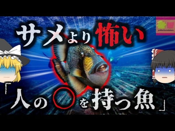 『ダイバーがサメよりも怖がる魚』貝を嚙み砕くほど強靭な顎を持つゴマモンガラ　縄張りに入ったら最後肉を喰い千切るまで襲い掛かってくる恐ろしい魚【ゆっくり解説】