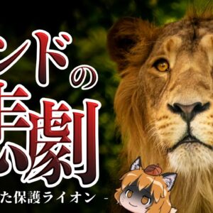 【悲劇】絶滅しそうなライオンを保護だ！→増えすぎて人が襲われる事態に…
