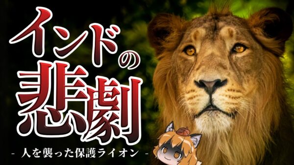 【悲劇】絶滅しそうなライオンを保護だ！→増えすぎて人が襲われる事態に…