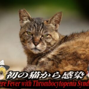 『ネコから致死率30％のウイルス』野良猫に咬まれた女性がマダニを媒介する感染症『SFTS』に感染し死亡 噛まれたことにも気付けない小さなダニが持つ恐ろしいリスク【ゆっくり解説】