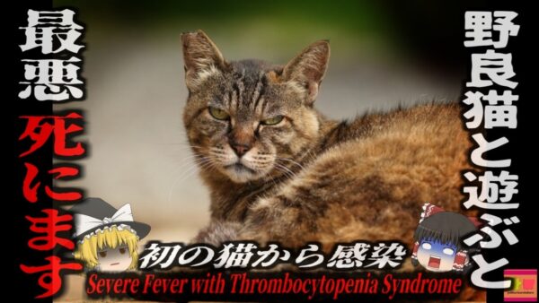 『ネコから致死率30％のウイルス』野良猫に咬まれた女性がマダニを媒介する感染症『SFTS』に感染し死亡 噛まれたことにも気付けない小さなダニが持つ恐ろしいリスク【ゆっくり解説】
