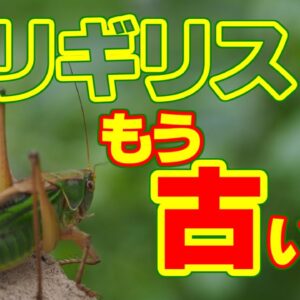 【ゆっくり解説】#48 いつの間にか名前が変わった昆虫たち