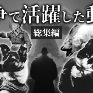 【総集編】人類の闇歴史…戦争で活躍した生き物たち5選
