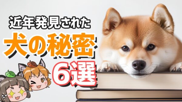 【9割が知らない】近年解明されたばかり！？驚きの犬の秘密6選