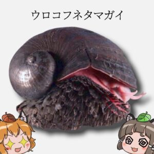【最硬】ウロコフネタマガイ衝撃の事実を知ってますか？【スケーリーフット】