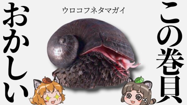 【最硬】ウロコフネタマガイ衝撃の事実を知ってますか？【スケーリーフット】