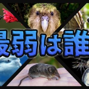 【最弱王決定戦】あまりにも最弱すぎてヤバい生き物10選