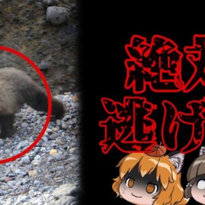 【注意】知るとゾッとするクマのヤバい話6選｜はぐれ子グマを見つけたら…