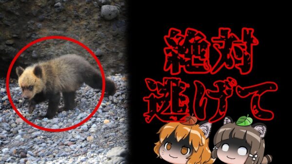 【注意】知るとゾッとするクマのヤバい話6選｜はぐれ子グマを見つけたら…
