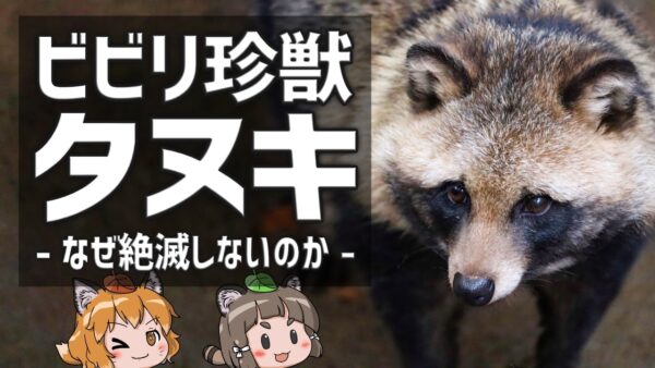 【ビビリ珍獣】鈍臭い×大食い＝愛されキャラ？日本のタヌキがヤバすぎる【へんないきもの】